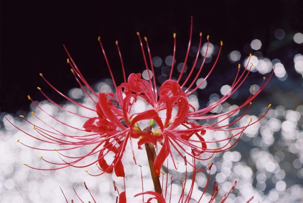 Flower mm2. Хиганбана ликорис. Японский цветок Хиганбана. Цветок смерти Хиганбана. Хиганбана Паучья Лилия.