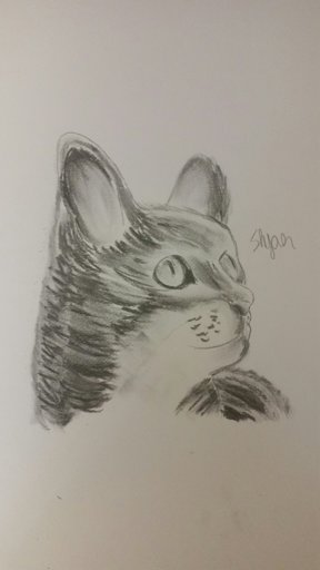 25+ Cat Still Life Drawing Animals Pics