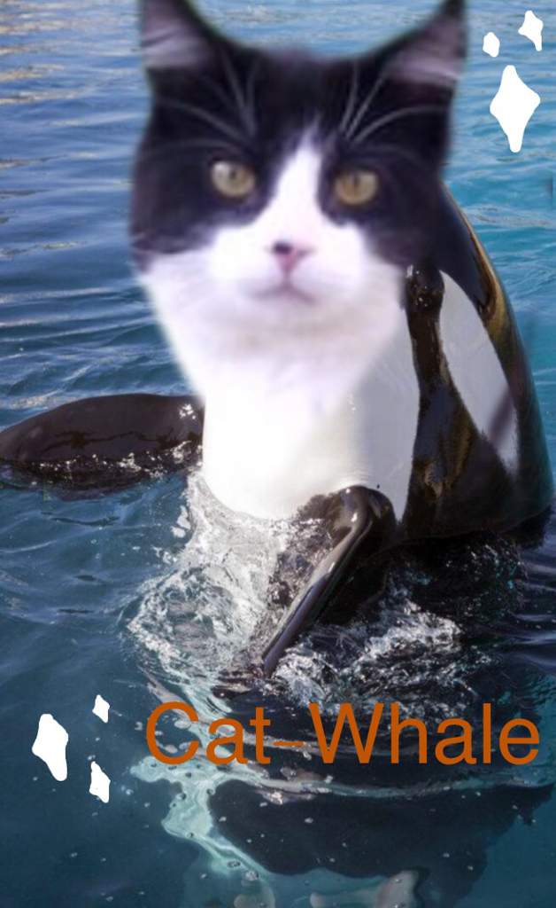 Just some fricking cat-whales | Dank Memes Amino