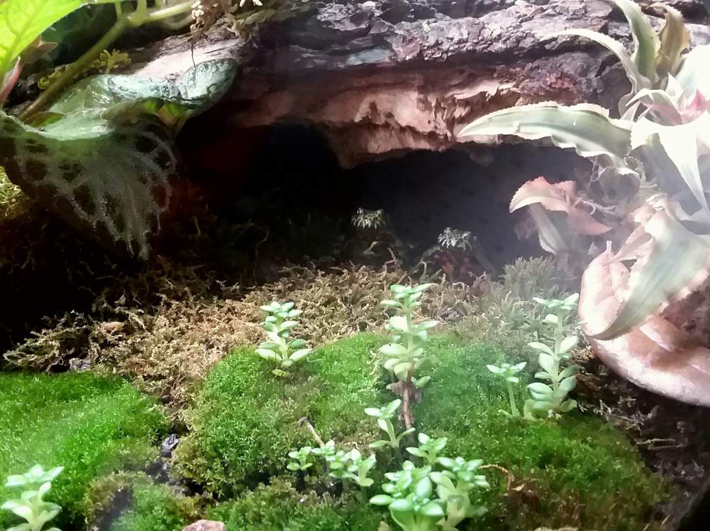 75 gallon bioactive firebelly toad paludarium | Reptiles Amino