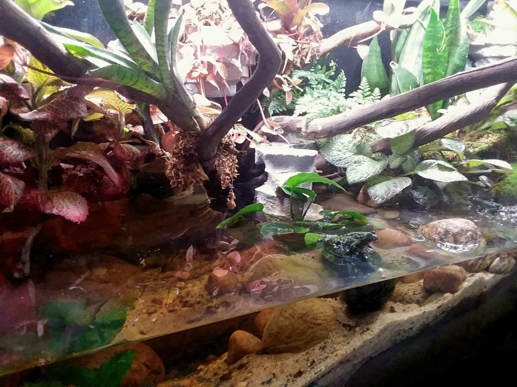 75 gallon bioactive firebelly toad paludarium | Reptiles Amino