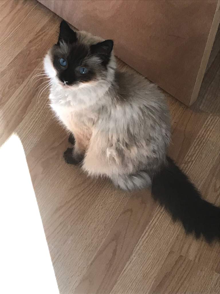 Seal Point Siamese Cats Amino