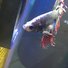 amino-blizzard_the_delta _tail_betta_fish-1c89f030