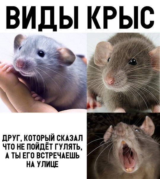 Фото мыши мем