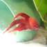 amino-blizzard_the_delta _tail_betta_fish-24bc800d