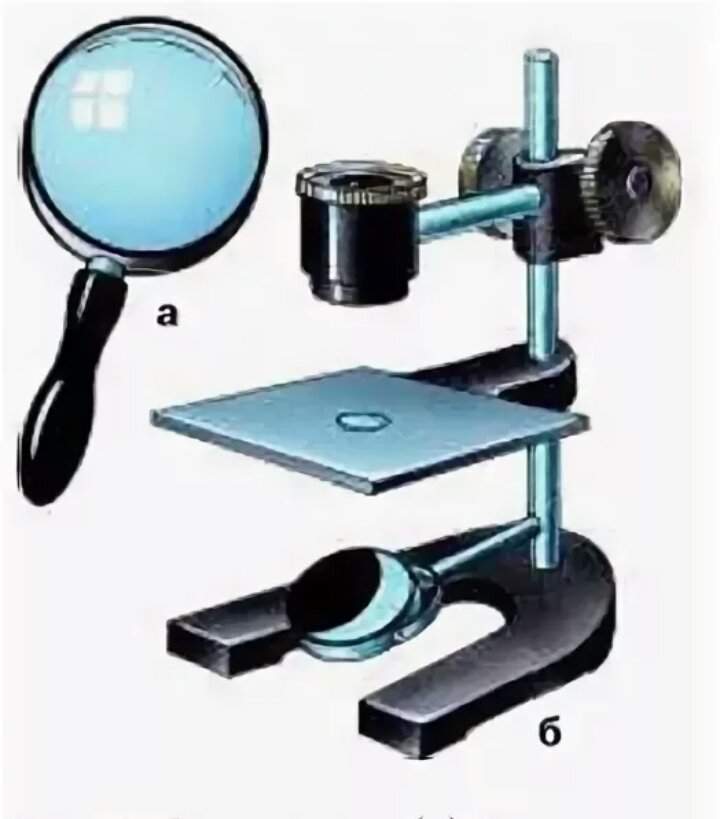 Штативная лупа рисунок. Штативная лупа 5 класс биология. Штативная лупа 6 класс биология. Строение микроскопа и штативной лупы. Штативная лупа строение 5 класс биология.
