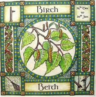 The Ogham: Beith - The Birch | Celtic Amino