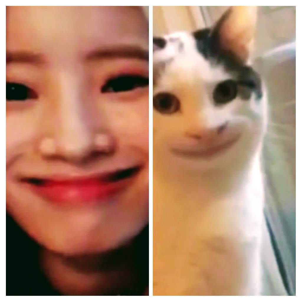Dahyun is like a cat?😂😂 | Twice (트와이스)ㅤ Amino