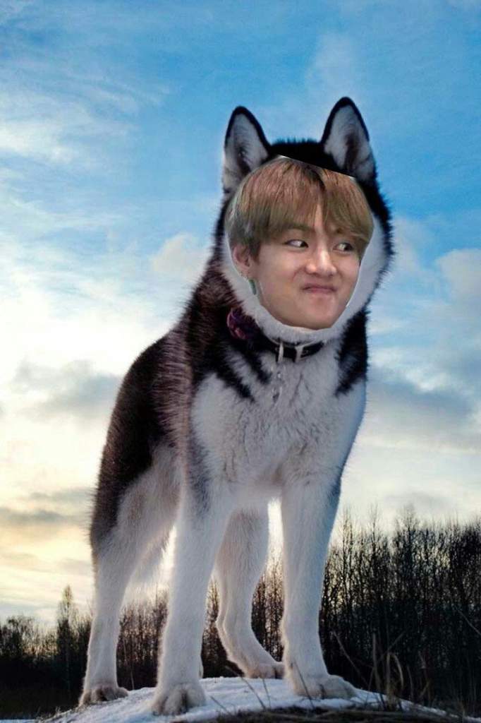 ¦🐾¦ Bts as different dog breeds | ARMY's Amino