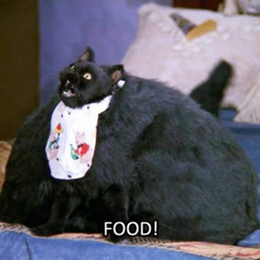 Толстый черный кот