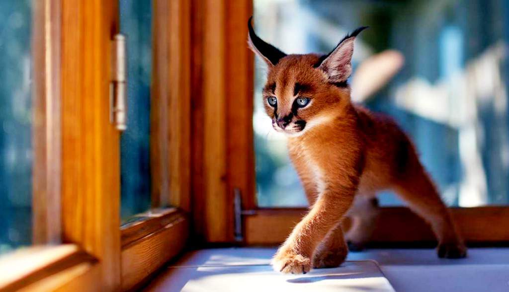 clan lord cat clan lord cat