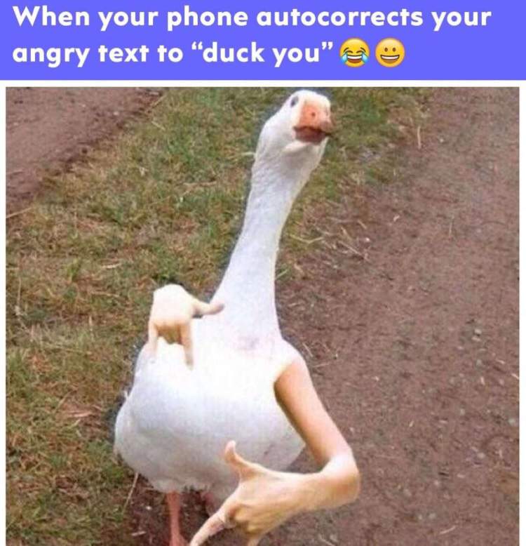 My duck is on drugs 👌 Memes_are_bae Amino
