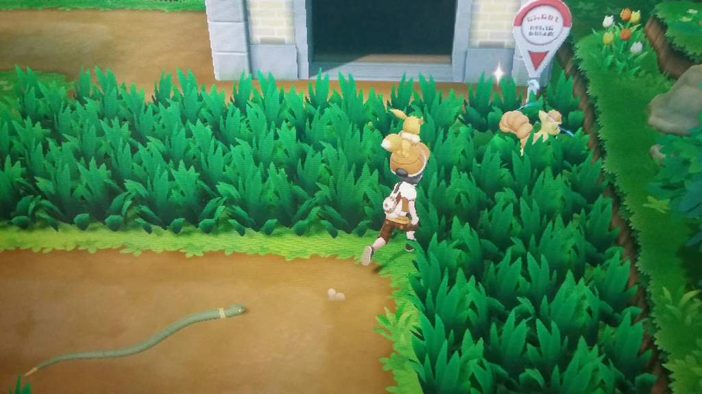 Shiny Vulpix In Lge Shiny Pokemon Amino Amino