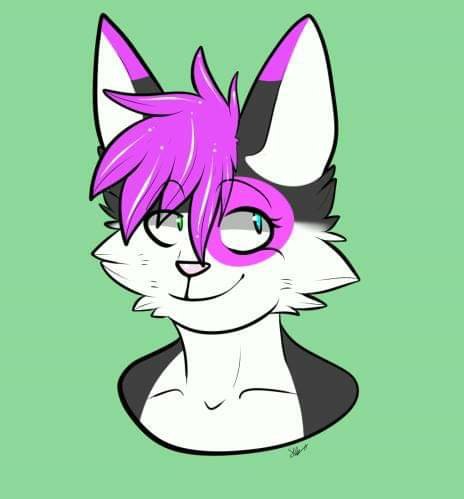 Koka the cat | Wiki | Furry Amino