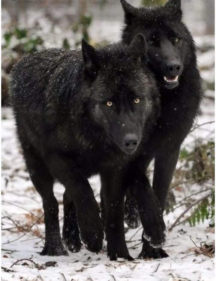 Волки в канаде