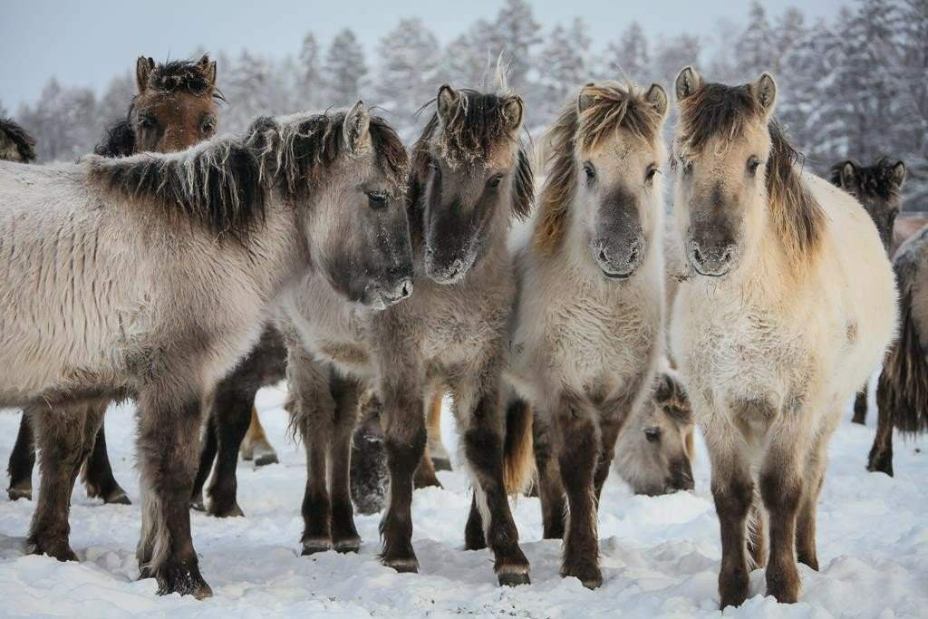 Якутская лошадь фото