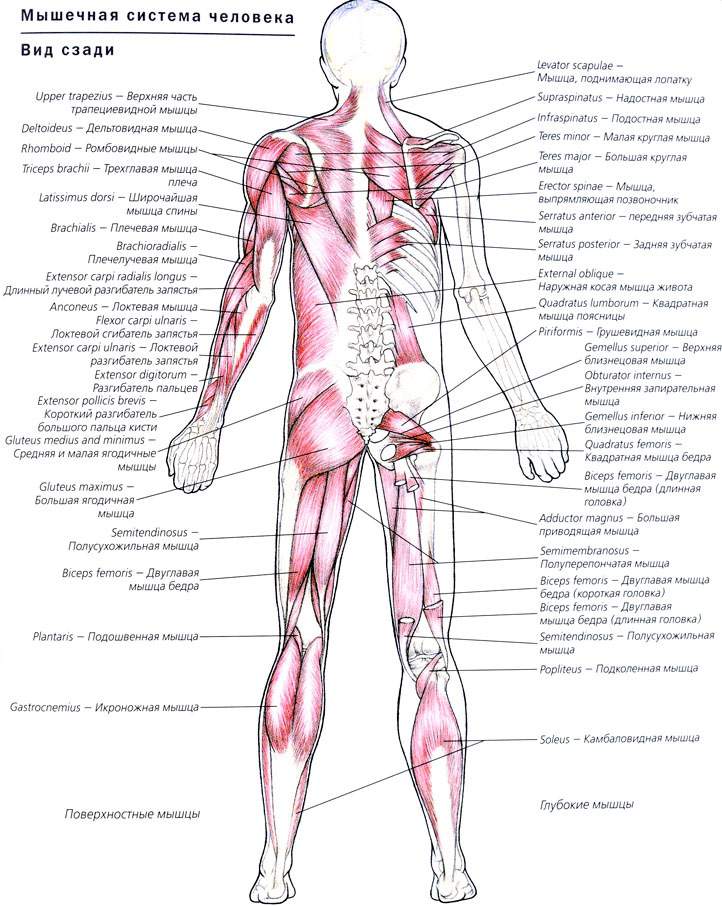 Мышцы человека схема с названиями для массажа