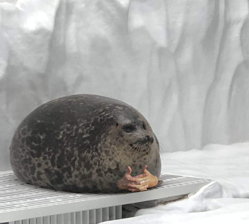 Жирный тюлень