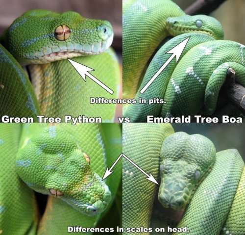 how to tell boa vs python