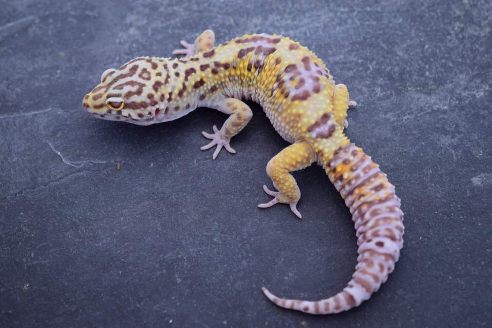 Cipher The Leopard Gecko | Wiki | Reptiles Amino