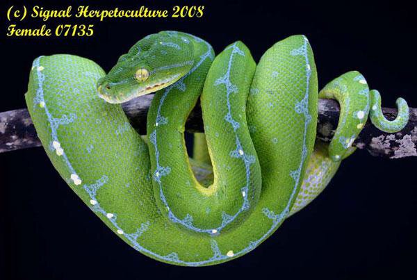 Emerald Tree Boa vs Green Tree Python | Snake Amino Amino