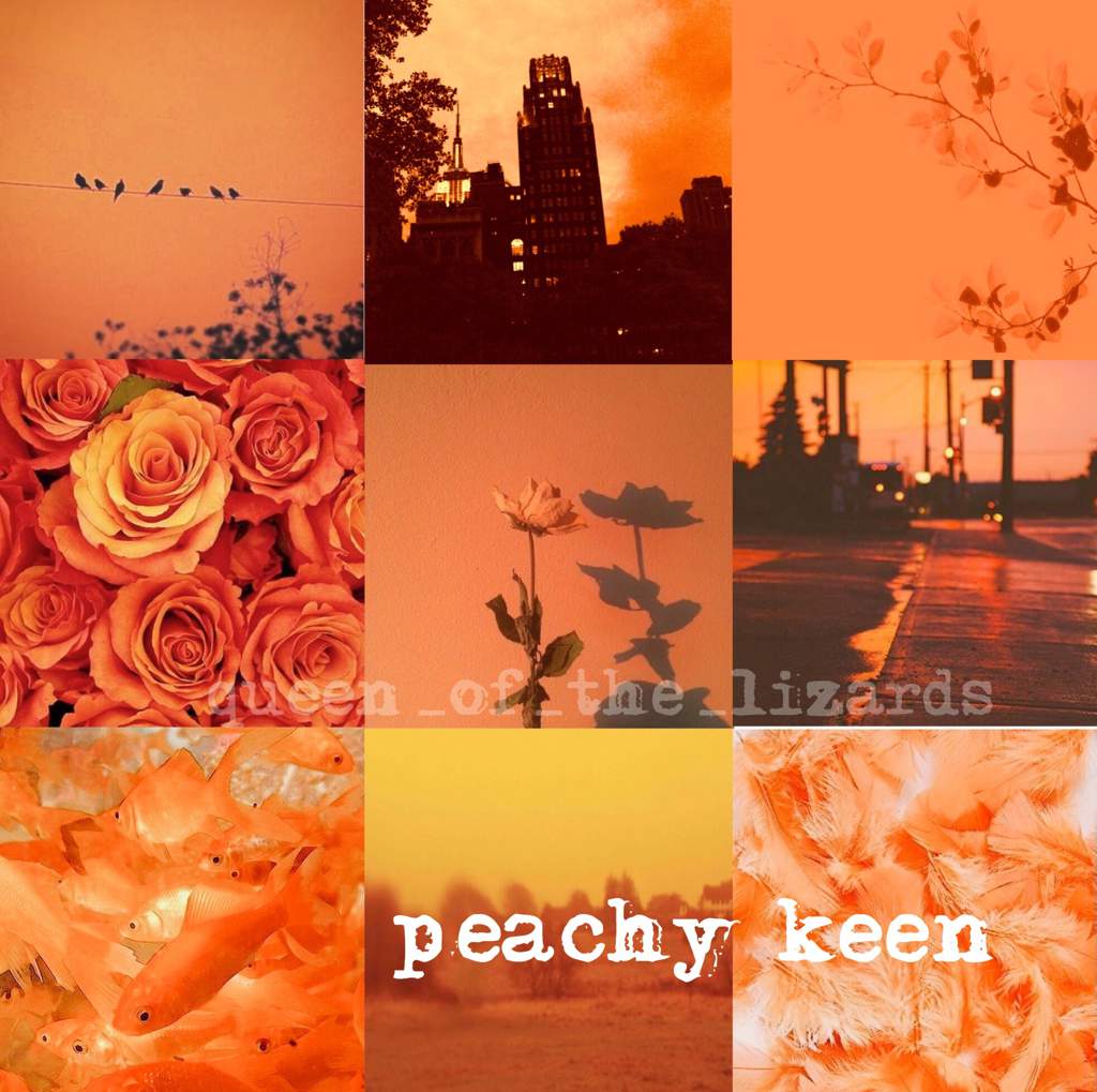 orange peach aesthetic | aesthetics Amino