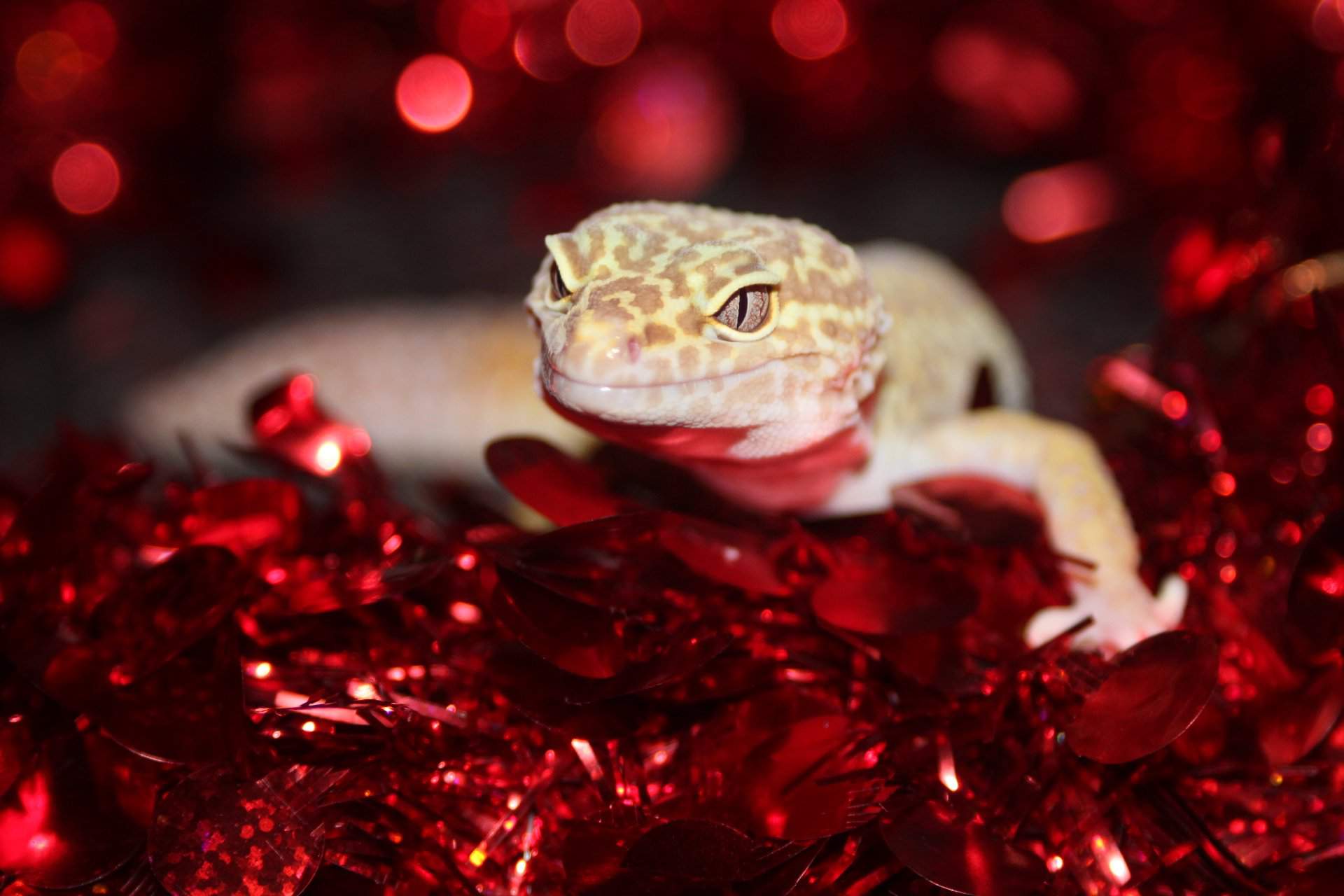 A geck christmas | Leopard Geckos Amino