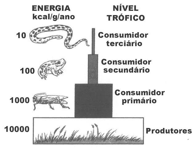 CADEIA ALIMENTAR E NÍVEIS TRÓFICOS | Enem Amino Amino