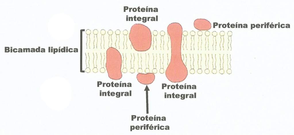 Membrana Plasmática E Suas Estruturas Enem Amino Amino 6014