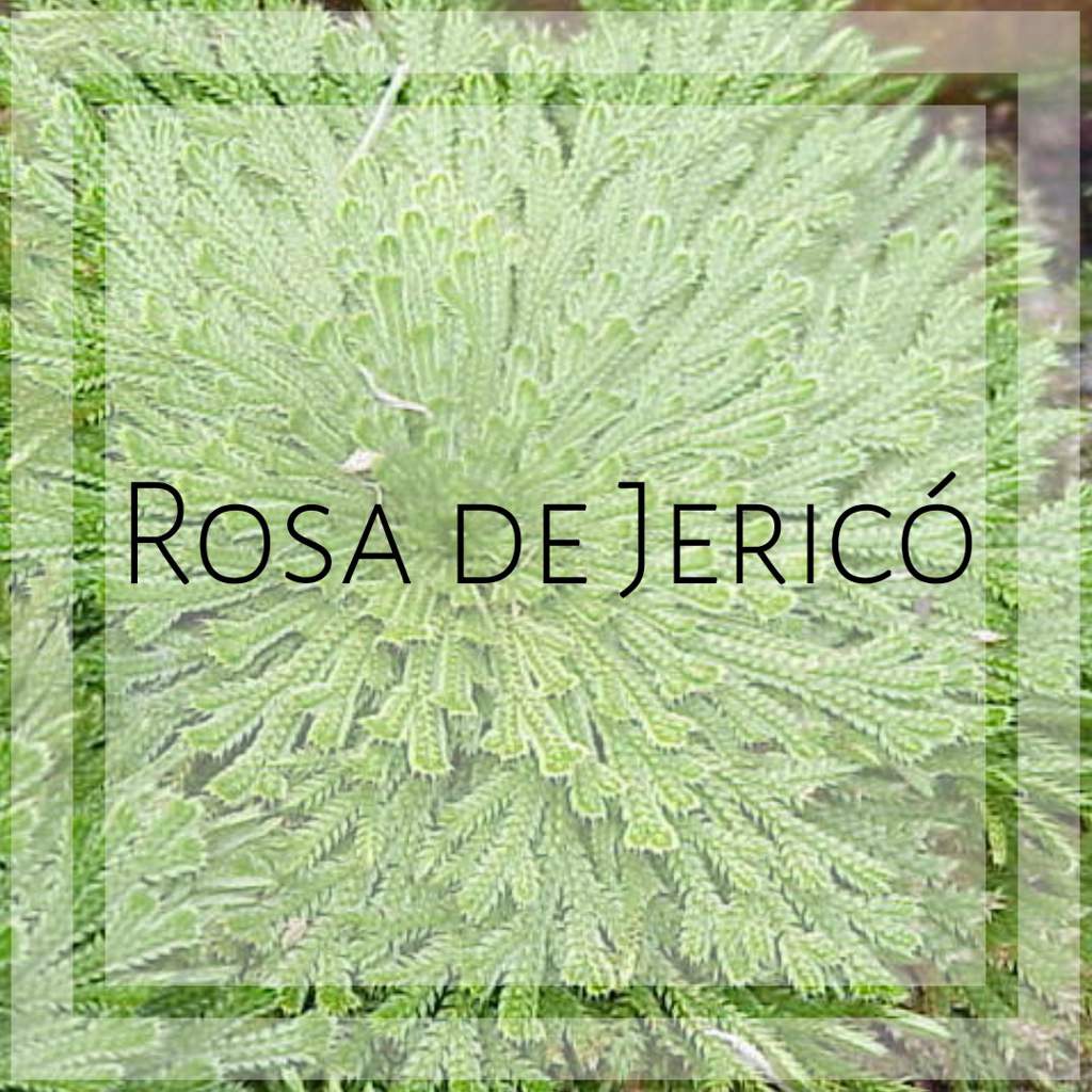 Rosa de Jericó | Mitologia Pt/BR Amino