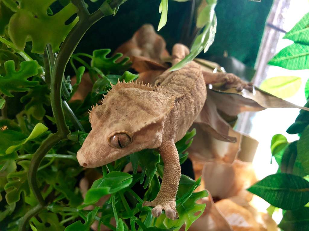 Heating For Crested Gecko Reptiles Amino