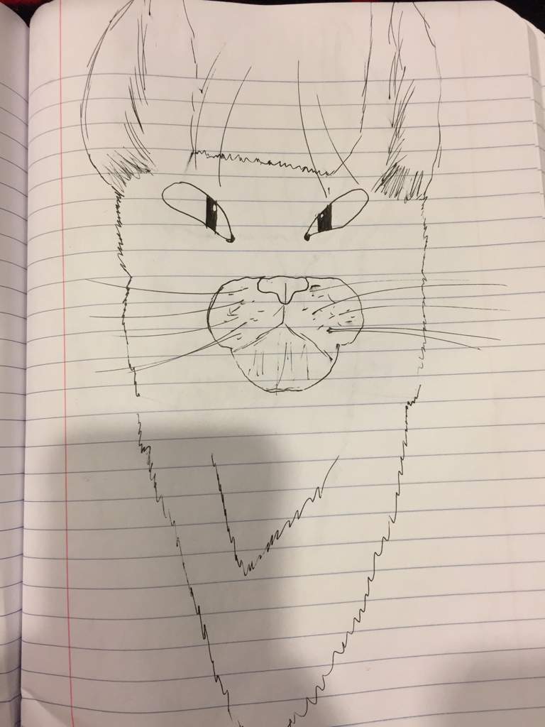 Realistic Cats Drawing | Cats Amino