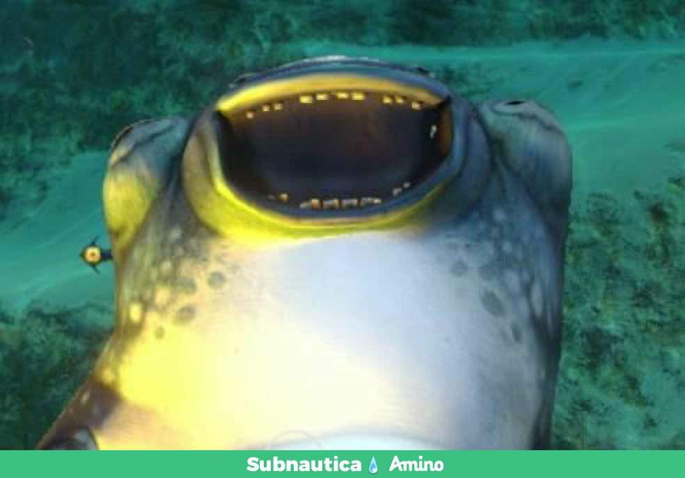 Cuddle fish subnautica