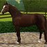 amino-Horse-e879d74e