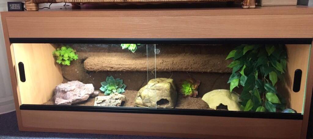 It S Finished And Tango The Leopard Gecko Is In Herps And