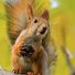 amino-furry ratatoskr/squirrel-722753e9