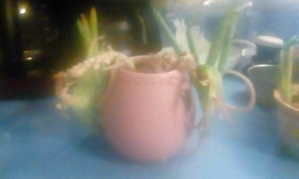 My Aloe Vera Plant Is Dying How Can I Help Stop It Natural