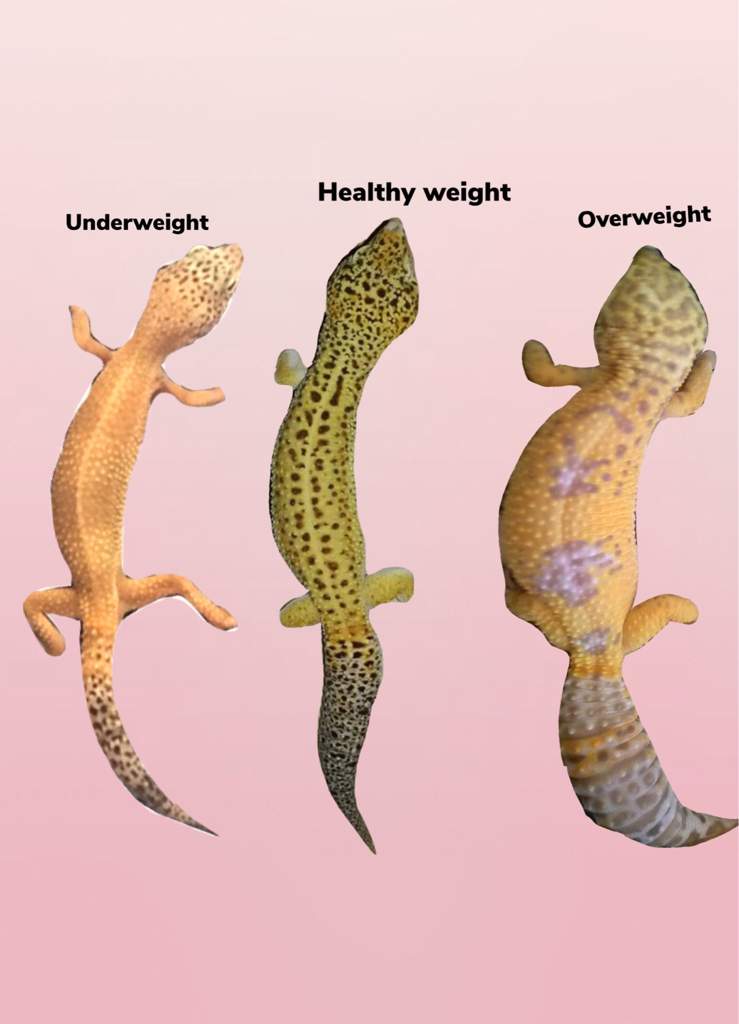 Fatty liver disease and obesity in leopard geckos. Leopard Geckos Amino