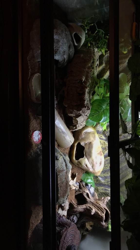 Disinfecting cork bark Leopard Geckos Amino