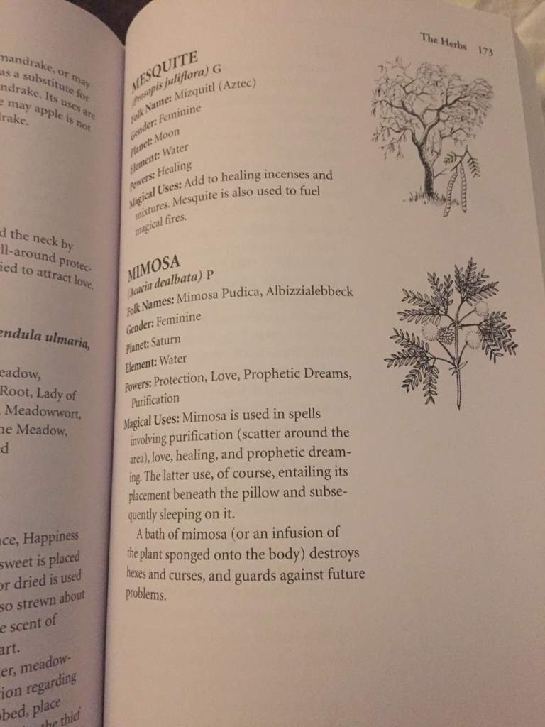 Albizia Julibrissin Silk Tree Or Mimosa Tree Wiki Pagans Witches Amino Albizia Julibrissin Silk Tree Or Mimosa Tree Wiki Pagans Witches Amino