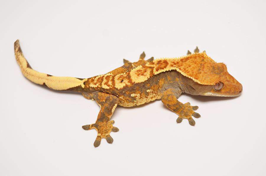 Crested Gecko Morph Guide | Wiki | Reptiles Amino