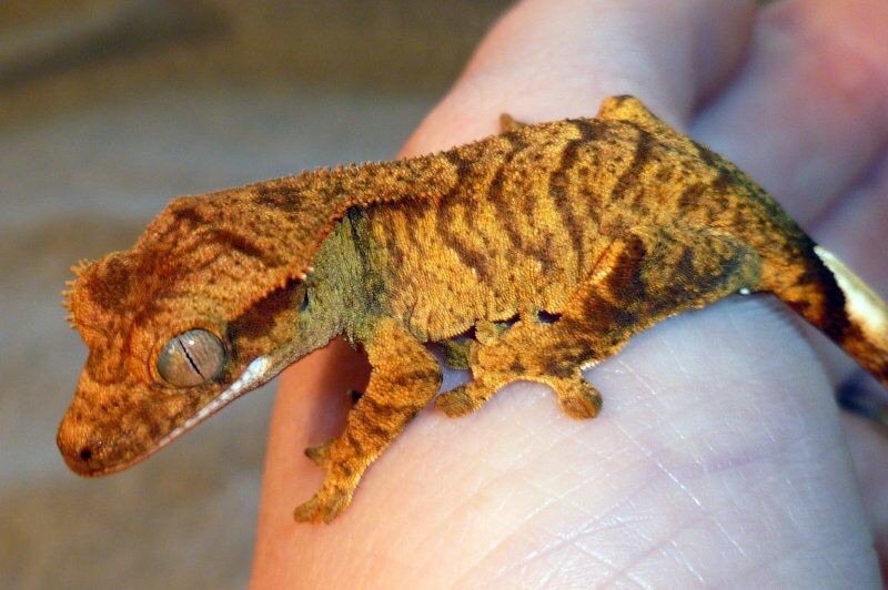 crested gecko figure