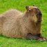 amino-Capivara Senior-a6d83cec