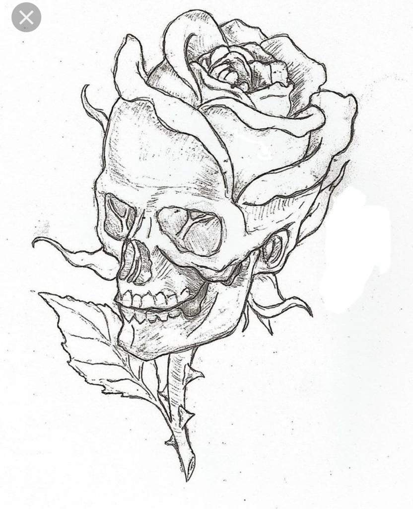 Rose Skull How To Draw Amino