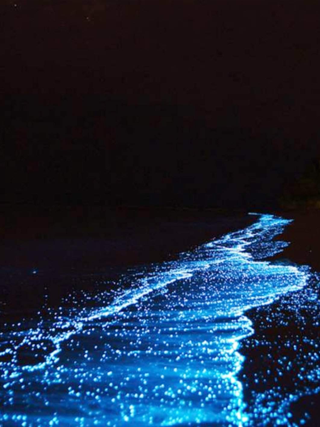 Водоросль ночесветка черное море