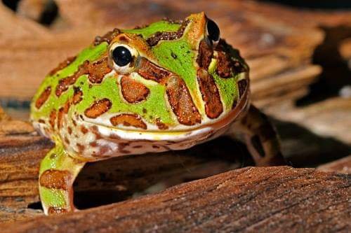 Argentine Horned Frog ( Care Sheet ) 