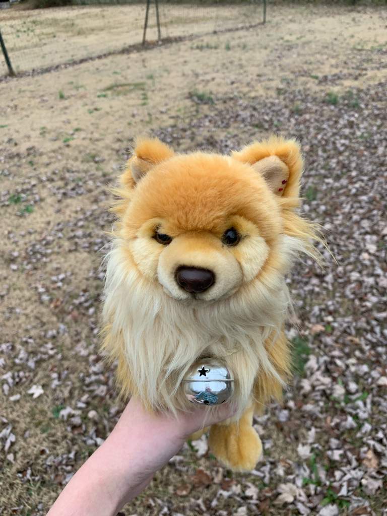 pomeranian webkinz