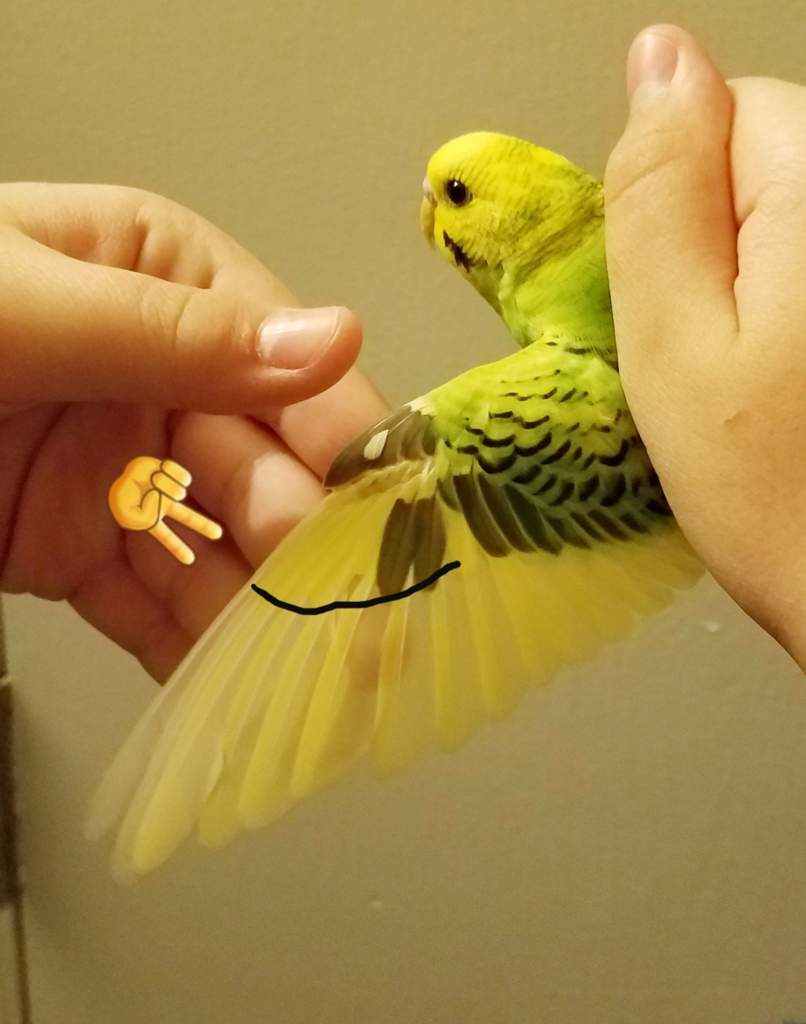 How to properly clip your bird's wings Budgie/Parakeet Amino Amino