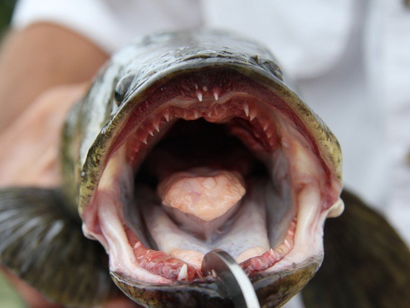 Northern Snakehead | Invasive Species #2 | Pets Amino