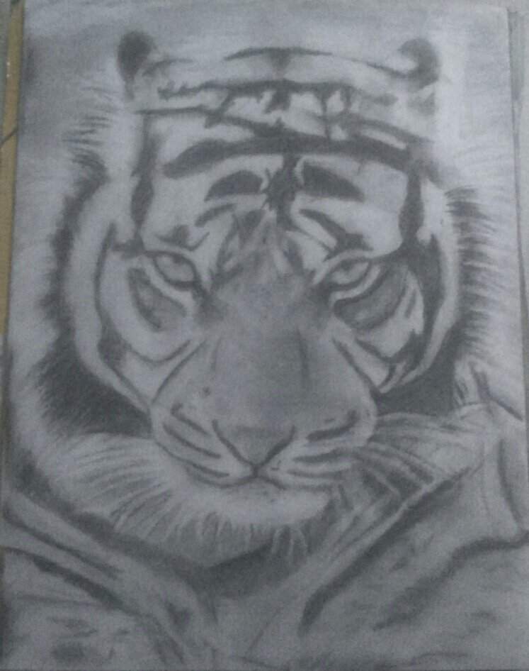 Dibujo de tigre a lapiz | DibujArte Amino